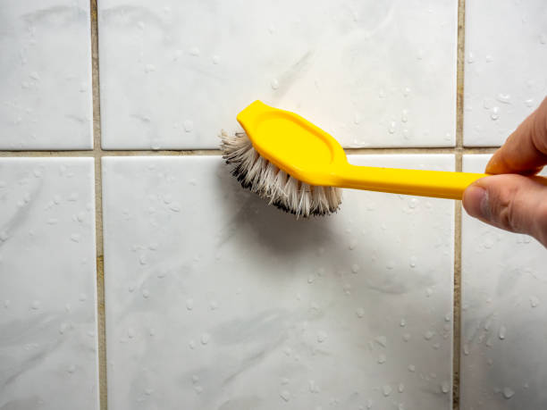 Reliable Los Ranchos De Albuquerque, NM Mold Remediation Solutions