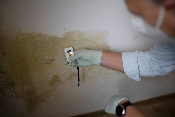 Best Mold Testing and Inspection Services in Los Ranchos De Albuquerque, NM