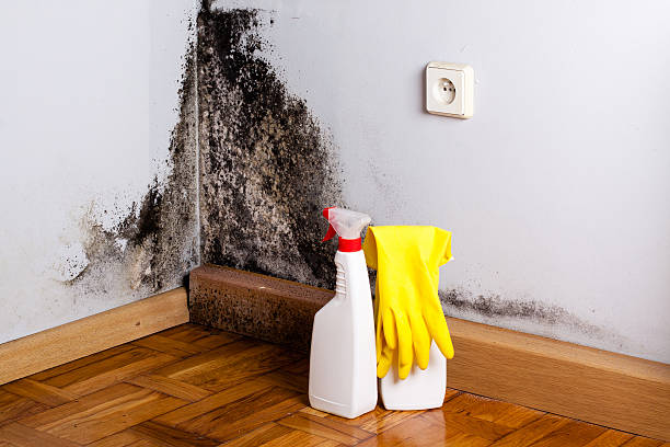 Best Commercial Mold Remediation in Los Ranchos De Albuquerque, NM